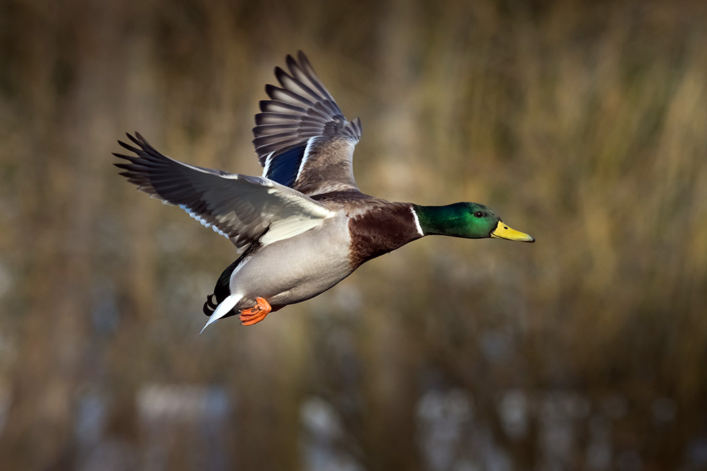 Mallard duck in flight